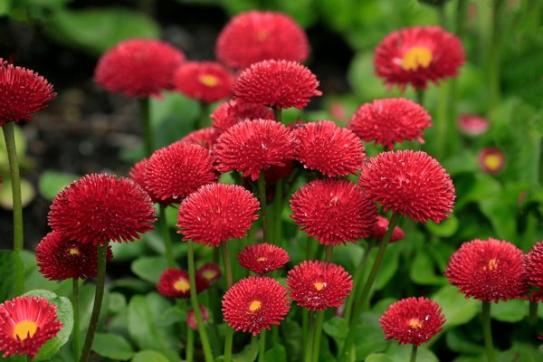 Astuces infaillibles pour déplacer vos plantes d"intérieur en toute sécurité